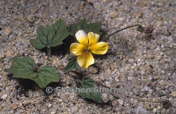 viola lobata ssp integrifolia 1 graphic